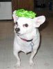 Filename : chulo.jpg
Filesize : 12KB
Dimensions : 300x388
Date added : Mar 06, 2006 chulo.jpg