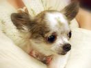 Filename : Bitsy 11-23-05 5.jpg
Filesize : 23KB
Dimensions : 432x324
Date added : Mar 09, 2006 Bitsy 11-23-05 5.jpg