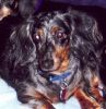 Filename : Buddy cropped.jpg
Filesize : 53KB
Dimensions : 467x480
Date added : Jan 22, 2010 Buddy cropped.jpg