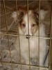 Filename : Chad Pup.jpg
Filesize : 35KB
Dimensions : 320x426
Date added : Mar 23, 2006 Chad Pup.jpg