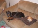 Filename : Cricket and Tasha.jpg
Filesize : 26KB
Dimensions : 512x384
Date added : Dec 29, 2009 Cricket and Tasha.jpg