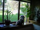Filename : Guard Dog.jpg
Filesize : 89KB
Dimensions : 640x480
Date added : Oct 10, 2006 Guard Dog.jpg
