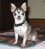 Filename : Tink.jpg
Filesize : 37KB
Dimensions : 438x480
Date added : Jan 22, 2010 Tink.jpg