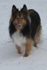Filename : TobySnowNose~0.jpg
Filesize : 512KB
Dimensions : 851x1260
Date added : Jan 29, 2008 TobySnowNose~0.jpg