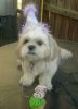 Filename : chloe & roxy 3rd Birthday (1).JPG
Filesize : 26KB
Dimensions : 347x480
Date added : Aug 18, 2007 chloe & roxy 3rd Birthday (1).JPG