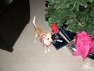 Filename : ginger.jpg
Filesize : 73KB
Dimensions : 604x453
Date added : Dec 29, 2009 ginger.jpg