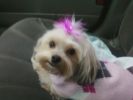 Filename : pixie.jpg
Filesize : 30KB
Dimensions : 604x453
Date added : Dec 29, 2009 pixie.jpg