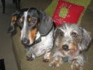 Filename : tabby.jpg
Filesize : 64KB
Dimensions : 604x453
Date added : Dec 29, 2009 tabby.jpg